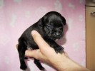 Glamour Girl 2 Weeks Old